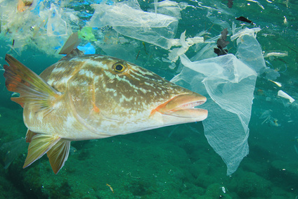 Einmalplastik vermeiden - Plastikmüll in den Ozeanen